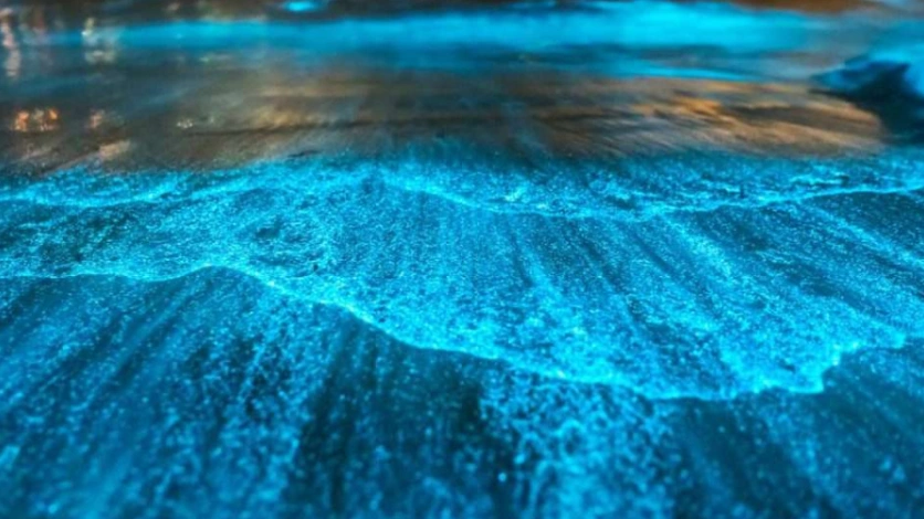 Bioluminescence Kayaking - Andaman