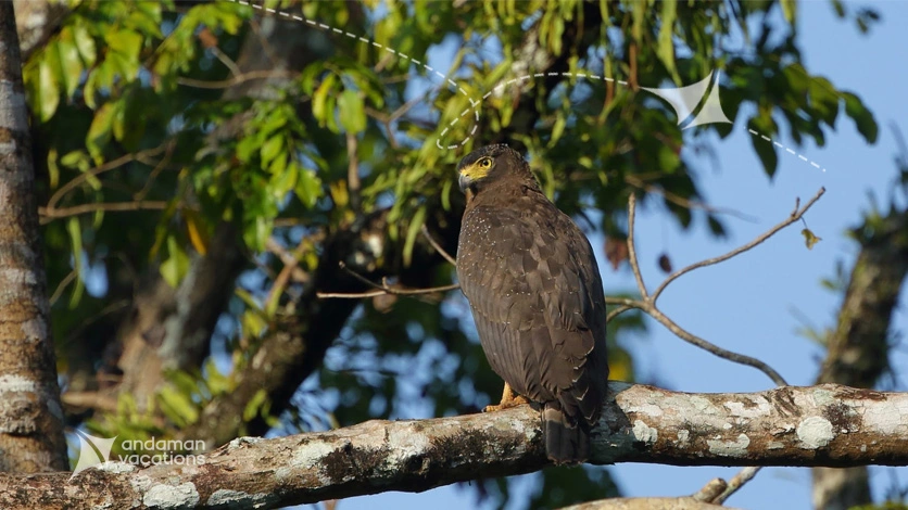 Bird Enclosure View