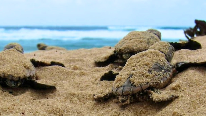 Olive Ridley Nesting