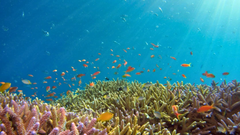 Boat Ride Experience - Andaman