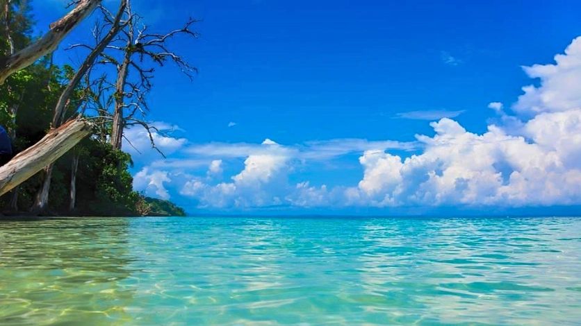 elephant-sea-view"