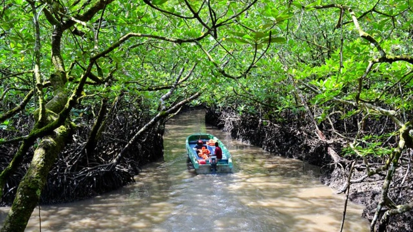 Mangrove Boat Ride, Baratang