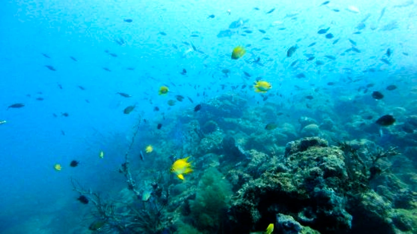 Marine Life Encounter - Andaman Sea Walking
