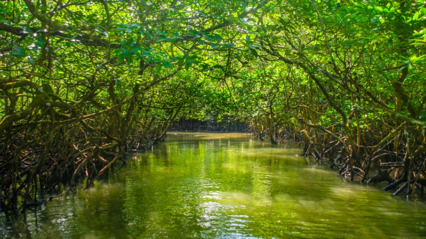 Boat Ride to Parrot Island