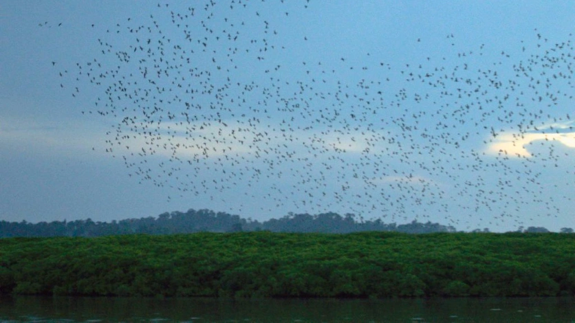 Mangrove Creek