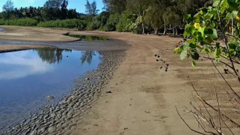 Mangrove View
