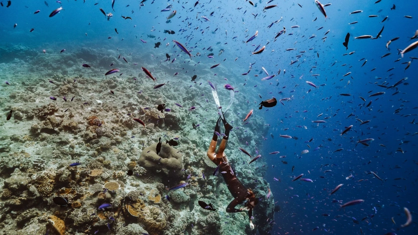 Marine Life - Andaman Sea Scooter