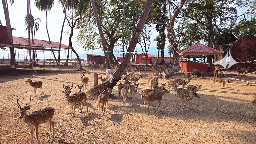 Deer & Wildlife Walk