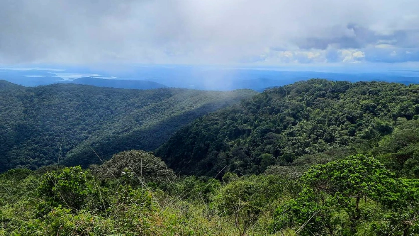 Saddle Peak Forest Canopy