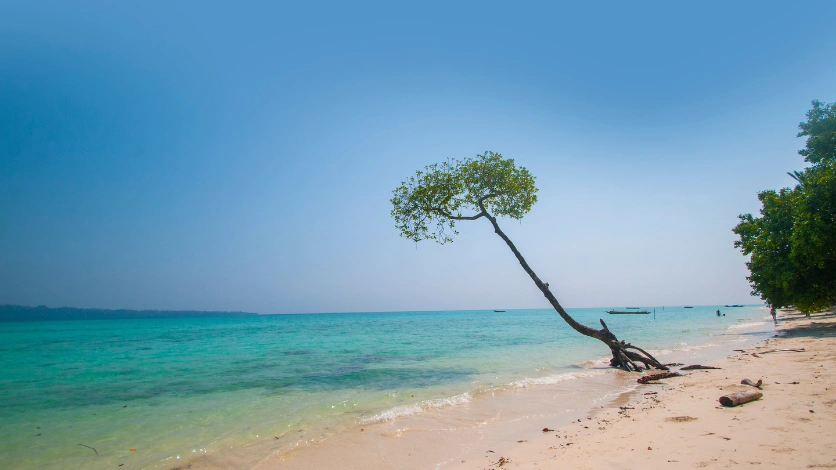 Vijaynagar Beach Mangrove Trees