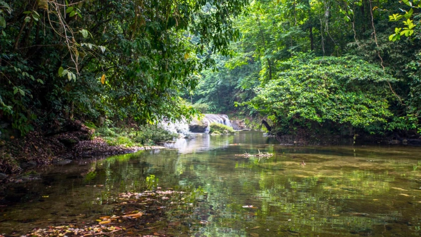 Whisper Wave Waterfall Jungle Trail